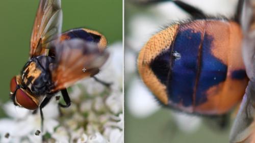 Réf. 266 018 : Phasia aurigera